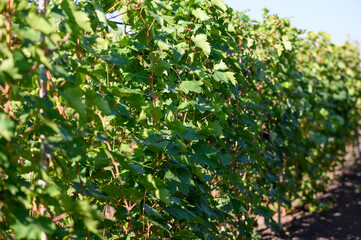 Grape plantation. Green grape bushes
