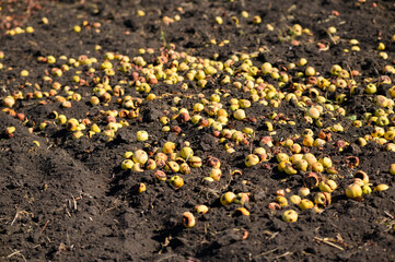 Obraz premium Fallen apples lie on the ground