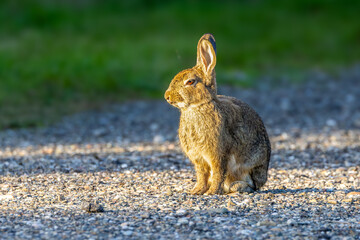 Naklejka premium Wild rabbit or European rabbit, Oryctolagus cuniculus, sitting after a cold night with face and chest turned towards the warming light of the rising sun against dark shadow background