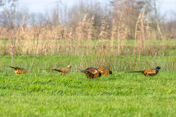 Male and female in larger composite group during the winter period Pheasants, Phasianus colchicus, foraging in grassland in the light of the rising sun and showing its full winter color splendor
