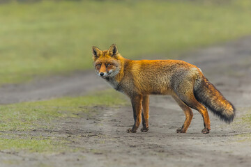 Fototapeta premium Close-up stationary fox, Vulpes vulpes, focused on something in the distance in the Amsterdam Waterleidingduinen municipality of Zandvoort 