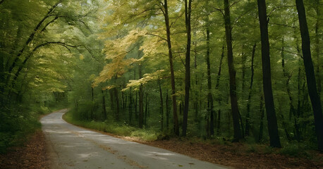 Fototapeta premium Empty countryside road winding through green forest in autumn