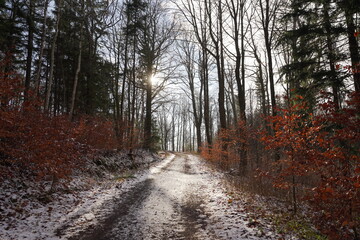 Obraz premium path in the woods