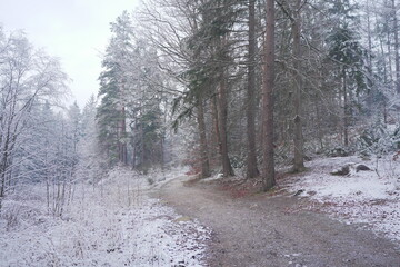 road in winter forest