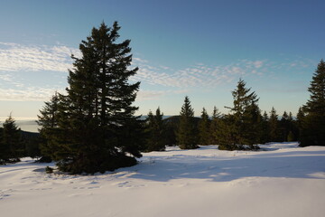 winter landscape with trees