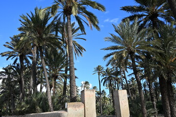 droga polna między drzewami palmowymi © Miroslaw