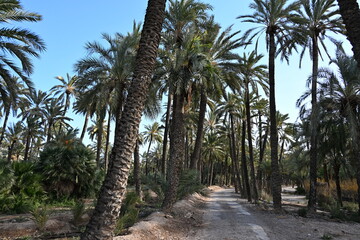 Obraz premium droga polna między drzewami palmowymi