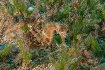Sea Horse in the Red Sea Colorful and beautiful, Eilat Israel

