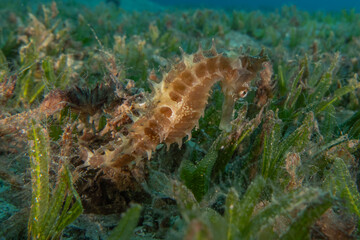 Sea Horse in the Red Sea Colorful and beautiful, Eilat Israel
