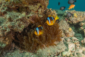 Clown-fish anemonefish in the Red Sea Colorful and beautiful, Eilat Israel
