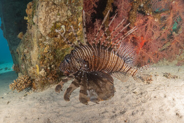 Lionfish (Pterois miles) in the Red Sea colorful fish, Eilat Israel

