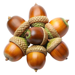 acorns isolated on transparent background