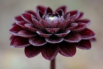Fototapeta premium 美しい紫色の花が朝露を浴びて輝く瞬間を捉えた