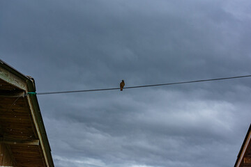 passarinho no fio de energia © Maria Novas