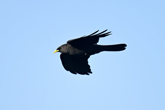 Alpine chough // Alpendohle (Pyrrhocorax graculus)
