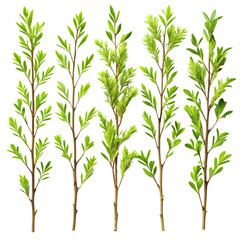 Obraz premium pattern with trees isolated on transparent background