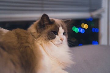 Ragdoll cat 