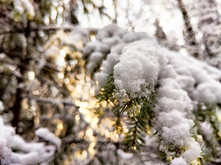 Snow-covered evergreen branches glistening in soft morning light during winter in a forest setting