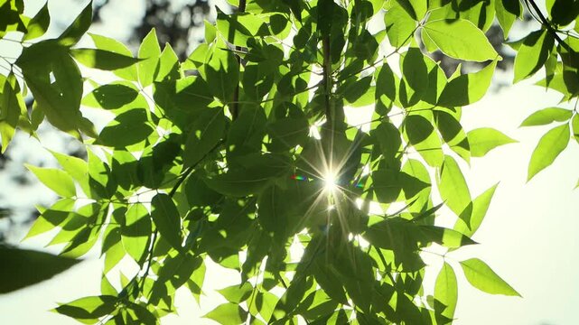 A tree with green leaves is casting a shadow on the ground. The sun is shining brightly through the leaves, creating a beautiful and serene scene. The sunlight is warm and inviting, 4K Ultra HD
