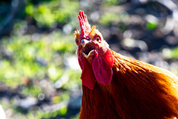 Gallo cacareando