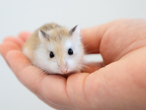 Roborovski dwarf hamster sits on a person's palm. Human-animal interaction. A small rodent of the postani, a popular pet.