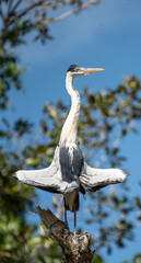 Cocoi Heron