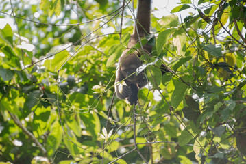 Common Woolly Monkey