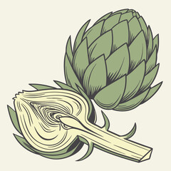 artichoke isolated on vector