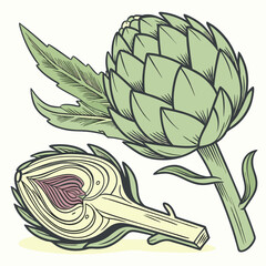 artichoke isolated on vector