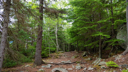 Forest nature landscape with green coniferous tree environment and touristic trail
