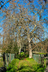 Scenic rural path lined with tall plane trees, bathed in warm sunlight. A serene and peaceful countryside landscape perfect for nature and travel concepts.