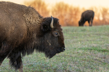 close up of an American Bison in a prairie field