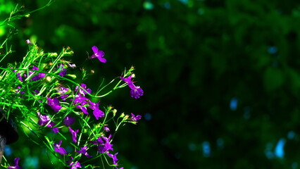 Purple Wildflowers Delicate Closeup Vivid Green Nature Background Scene