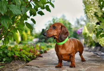 A dachshund dog stands on a path near a hydrangea