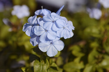 Royal Cape Plumbago Flower Cluster