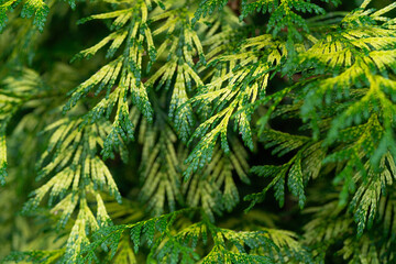 Close-up view of vibrant green leaves, showcasing intricate patterns and textures, emphasizing the beauty of nature and foliage diversity.
