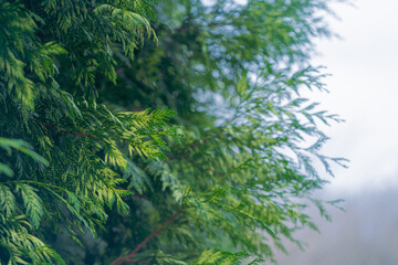 Lush green foliage glistens in soft light, creating a serene, refreshing atmosphere. Nature's vibrancy captured through delicate leaves.