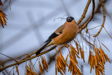 A female Eurasian bullfinch sits on the branch and eats dry maple tree seeds toward the camera...