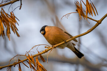 A female Eurasian bullfinch sits on the branch and eats dry maple tree seeds toward the camera lens.