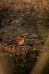 Burhinus