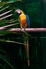 Blue-and-yellow Macaw