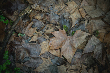 Autumn leaves of a plane tree scattered on the ground, creating a beautiful natural carpet of golden and brown hues.