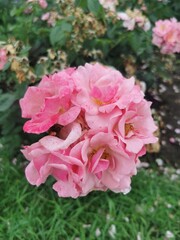 pink roses in garden