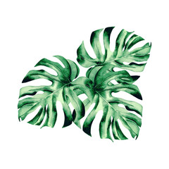 Watercolor illustration of monstera. Botanical composition of green plant leaves hand drawn. Home tropical plant green color,on isolated background.Drawing for photo wallpaper, stickers, scrapbooking