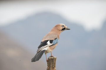 Fauna selvatica Capanno Nisida Poiana