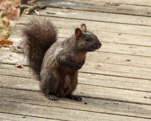 Black Morph Squirrel - Cute Animal Wildlife 