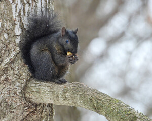 Black Morph Squirrel - Cute Animal Wildlife 