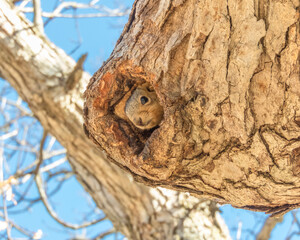 Squirrel - Cute Animal Wildlife - North American Tree Squirrels