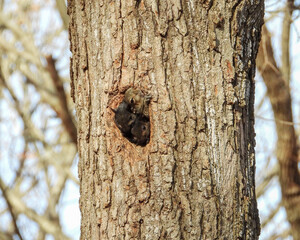 Fototapeta premium Squirrel In a Tree Hole - Cute Animal Wildlife 