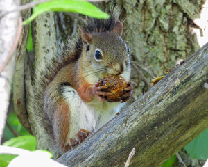 Squirrel - Cute Animal Wildlife - North American Tree Squirrels